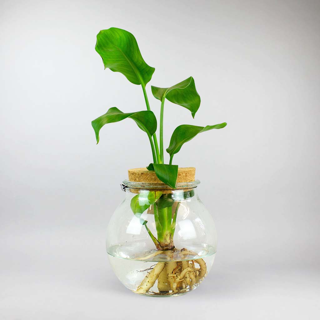 Strelitzie 'Paradiesvogelblume' im Glas - Hydroponik Strelitzia Nicolai