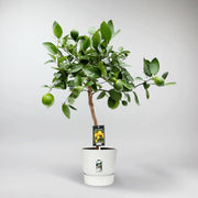 Limettenbaum - Citrus limetta