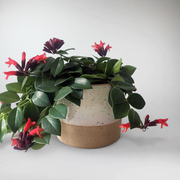 Lippenstift Pflanze 'Mona Lisa' | Aeschynanthus 'Mona Lisa'