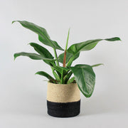 Baumfreund 'Imperial Green' | Philodendron 'Imperial Green'