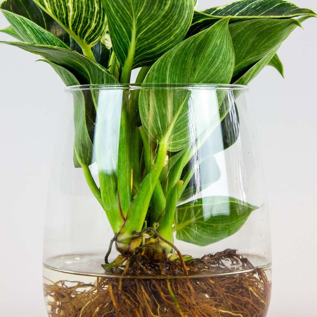 hydroponic philodendron white wave Philodendron 'White Wave' im Glas - Hydroponik